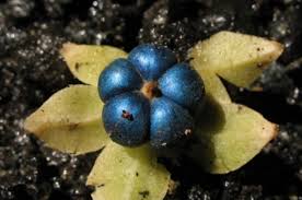 Image result for Margaritaria