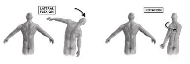 Flexion and extension flexion and extension are movements that occur in the sagittal plane. Crossfit Movement About Joints Part 8 The Vertebral Column