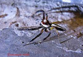 Pin On The Beautiful World Of Spiders