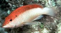 Image result for Cephalophis lukei