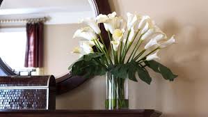 Beli bunga janda bolong online berkualitas dengan harga murah terbaru 2021 di tokopedia! Ini Rekomendasi 5 Tanaman Hias Bunga Yang Hidup Di Air Surya Kepri