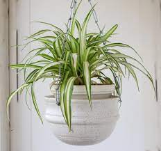 Post any content showing cats being assholes, it shouldn't be difficult. Are Spider Plants Toxic To Cats See What Experts Say