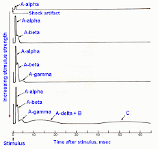 Compound Action Potential