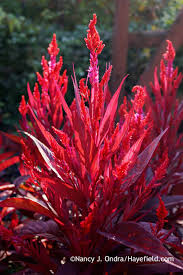 The Rich Red Foliage Of This Dragon S Breath Celosia Celosia Argentea Was Eye Catching Since Seedling Stage Dragons Breath Plant Garden Bloggers Red Plants