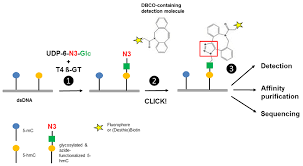 Rna in vitro transcription biotinylation kit. 5 Hmc Detection Jena Bioscience