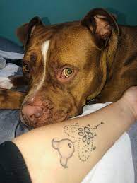 Pitbull Tattoo Pitbull Tattoo Pitbulls Tattoo Designs