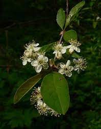 Maybe you would like to learn more about one of these? Tree Guide Oregonforests