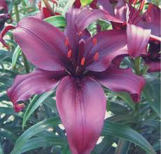 Asiatic lilies in a container should bloom in early summer. Blackstone The Lily Garden Lily Garden Asiatic Lilies Asiatic Lily
