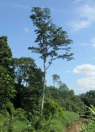 Image result for Intsia