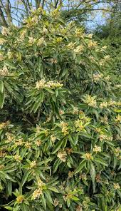 Image result for Eriobotrya