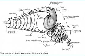 All About A Ferrets Digestive System And Nutritional Needs