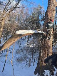 Is a full service tree care company serving santa barbara, goleta, carpinteria, montecito and summerland. Arborcare Tree Management
