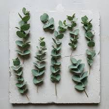 Image result for Eucalyptus sp.