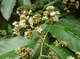 Image result for Harungana madagascariensis