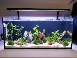 The kit includes everything you need to keep your betta happy and healthy. Shrimp Trio Uk Aquatic Plant Society