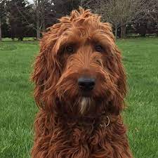 Irish Doodle Mom Irish Doodle Doodle Puppy Doodle Dog