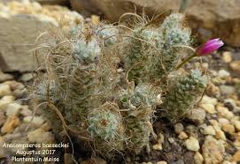 Image result for Anacampseros subnuda