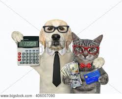 Yes, my dog was approved for a wells fargo visa credit card with a credit limit of $1,000. Gray Cat Dog Holding Image Photo Free Trial Bigstock