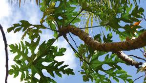 Image result for Trevesia