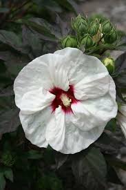Pin On The Garden Zone 5 6