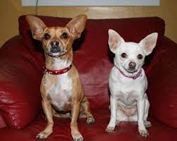 Top 10 Celebrity Dogs Of All Time Beverly Hills Chihuahua Cute Chihuahua Chihuahua Love