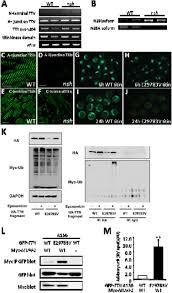 We did not find results for: Perturbation Of The Titin Murf1 Signaling Complex Is Associated With Hypertrophic Cardiomyopathy In A Fish Model And In Human Patients Biorxiv