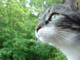 Choose from hundreds of free nature wallpapers. My Free Wallpapers Nature Wallpaper Portrait Of A Cat