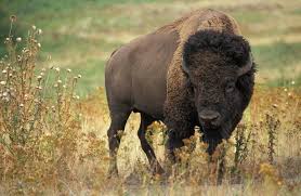 Top 15 Heaviest Animals In The World American Bison Animals Wild Animals