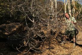 Image result for Synadenium kirkii