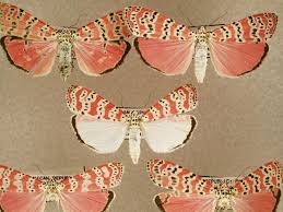 Bug Bits For Isabella Rossellinis Green Porno - The Andy Warhol Museum