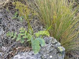 Image result for Gnidia virescens