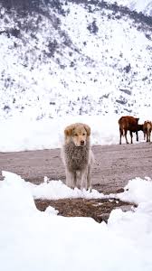 Vehicle technologies are constantly evolving, with new cars appear every year. Himalayan Dog Winter Snow 4k Ultra Hd Mobile Wallpaper