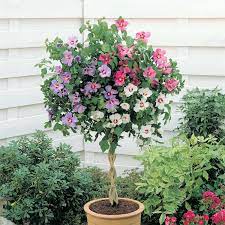 Pin By Vicki Edwards On Garden Hibiscus Plant Hibiscus Tree Growing Hibiscus