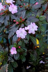 Image result for Impatiens stuhlmannii