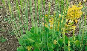 Image result for Heuchera cylindrica Greenfinch