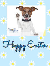 Learn more about cat breeds. Happy Easter From San Antonio Penny Paws Penny Paws Mobile Vaccination Clinic Facebook
