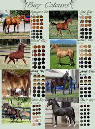 Bay Horse Colours By Edithsparrow On Deviantart Bay Horse