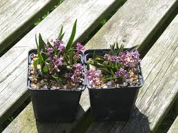 Image result for Ledebouria cooperi