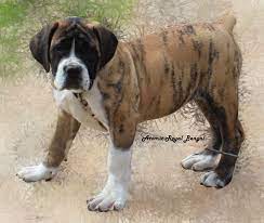 Boerboels For Sale The South African Mastiff South African Mastiff Mastiff Puppies American Mastiff