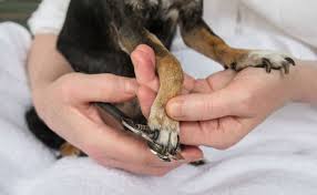 how to trim dog nails at home