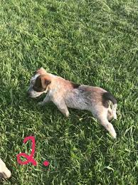 Maybe you would like to learn more about one of these? Blue Heeler Mix Puppies 200 Garden Items For Sale Kokomo In Shoppok