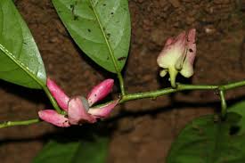 Image result for Heisteria