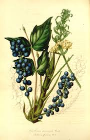 Image result for Maerua nervosa