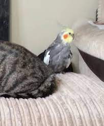 Lost Cockatiel Parrot Bird Hixon Stafford Staffordshire England United Kingdom - L39021 Find Pets Pet Dogs Parrot Bird