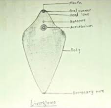 Browse and download thousands of. A Well Labeled Pencil Sketch Diagram Of Liver Fluke Brainly In