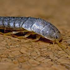 Haven't really tried electronic pest controllers but i think they must work on some or all pest especially ants i've. The Terrifying Flesh Eating Silverfish Invading Our Homes This Winter And How To Spot Them Birmingham Live
