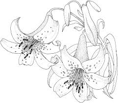 Lily 5 Malvorlagen Blumen Ausmalbilder Und Ausmalen