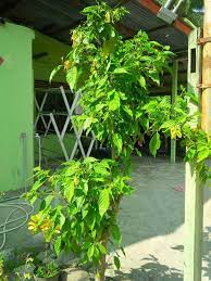 Do you know more about the bunga kenanga? Kenanga Flower Bungong Seulanga English Indonesia Steemit