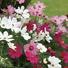 Cosmos Flower Pink Best Flower Wallpaper