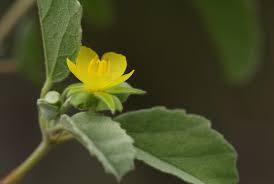 Image result for Melhania